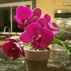 Meet your Posher, Michelle